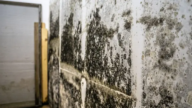 Black mold spread across a basement wall