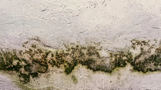 Green mildew band along the lower part of a wall